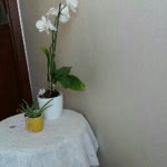 Nur