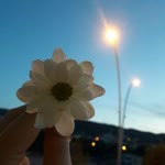 N. Simay