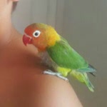Atilla