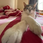 Derya