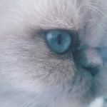 Buse