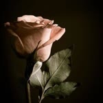 Elif