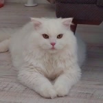 Sebnem