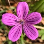 Kübra