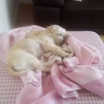 Suzan