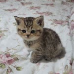 Dilek