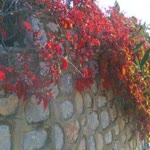 Canak