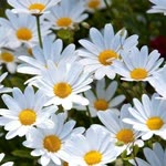 Gizem
