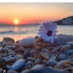 Emel