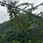 Nazlı