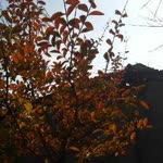 Damla