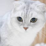Yasemin