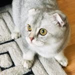 Kadir