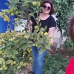 Aysel