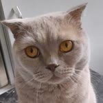 Özlem