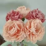 Ebru