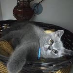 Gonca