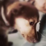 Yasemin