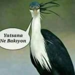 Aysenur