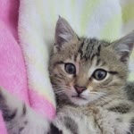 Pinar