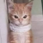 Nesrin