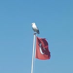 Ayhan
