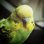 Furkan