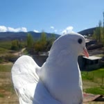 Şükran