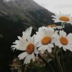 Şennur