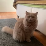 Damla