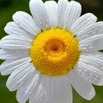Hatice