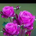 Tolga