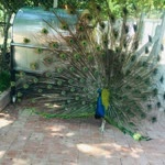 Elif