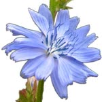 Zehra