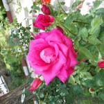 Sevilay