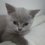 İsmail