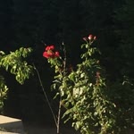 Betül