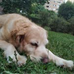 Soyda