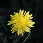 Nisan