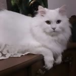 Bengisu