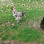 İdris