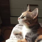 Ebru