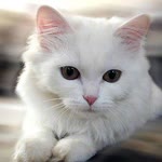 Sekan