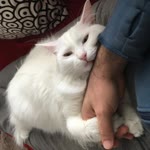 Ali