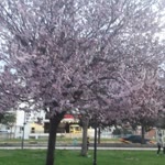 Halime