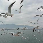Davranış