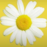 Saide