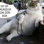 Alper