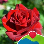 Yasemin