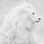 Tolga